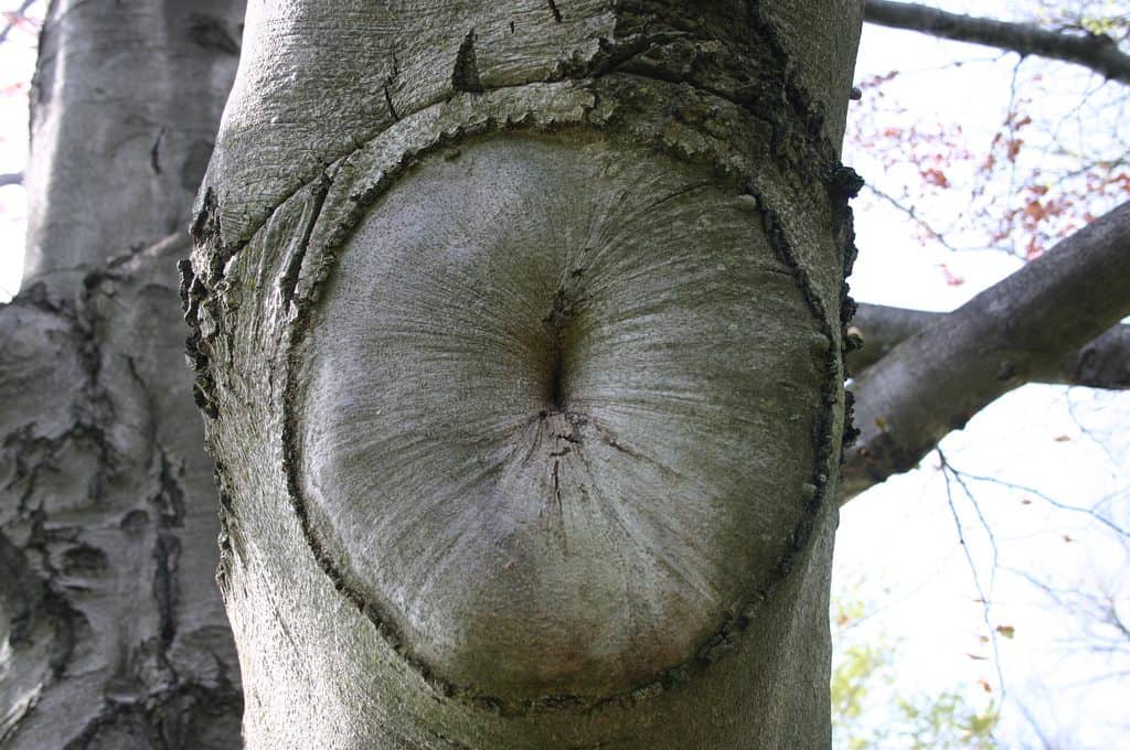 Tree sphincter. Image from flickr - Mark Sadowski