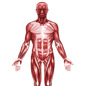 Read more about the article Muscle Disorders
