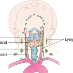 Neck and Thyroid Exam