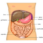 Introduction to Abdominal Exam