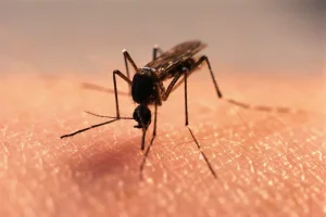 Read more about the article Malaria