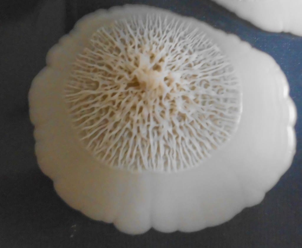 Candida albicans colony