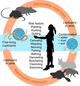 Read more about the article Leptospirosis