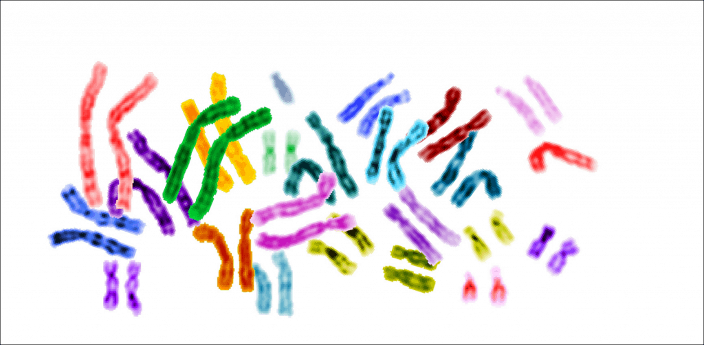 Karyotype_color_chromosomes