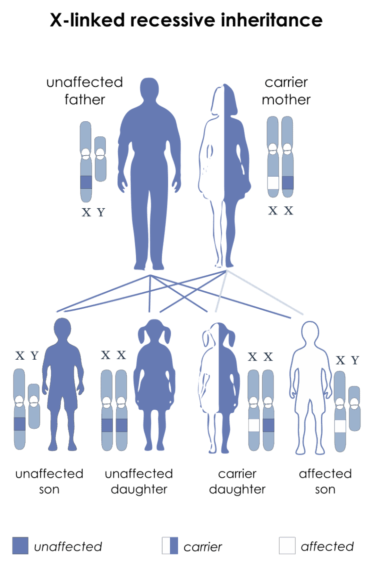 Duchenne’s Muscular Dystrophy almostadoctor