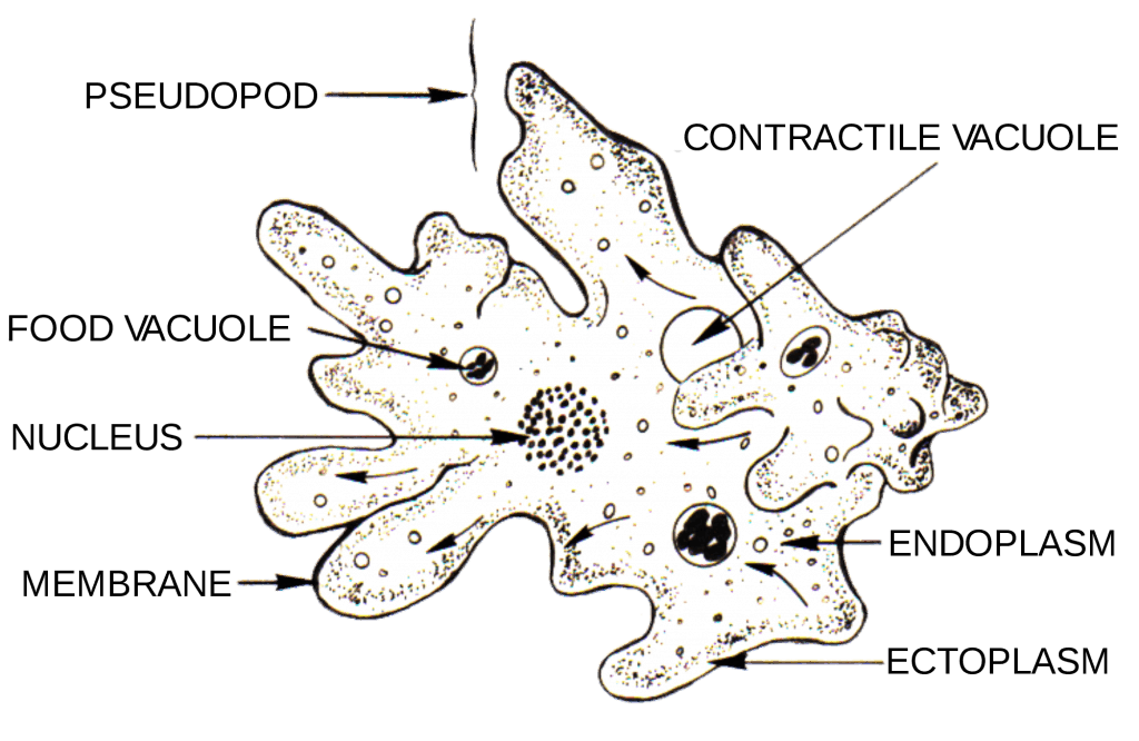 Amoeba