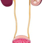 Anatomy and Development of The Urinary Tract