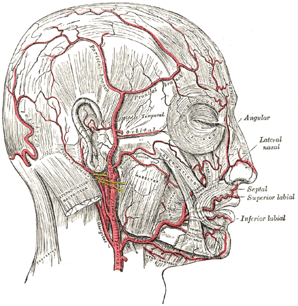Arteries of the head