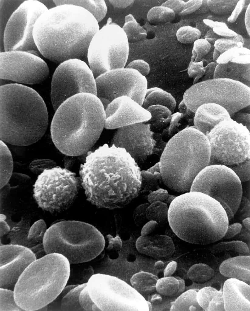 blood cells