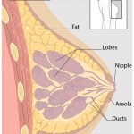 Breast Examination