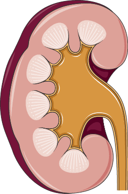 kidney