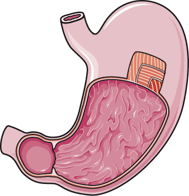 Stomach layers