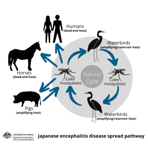 Read more about the article Japanese Encephalitis